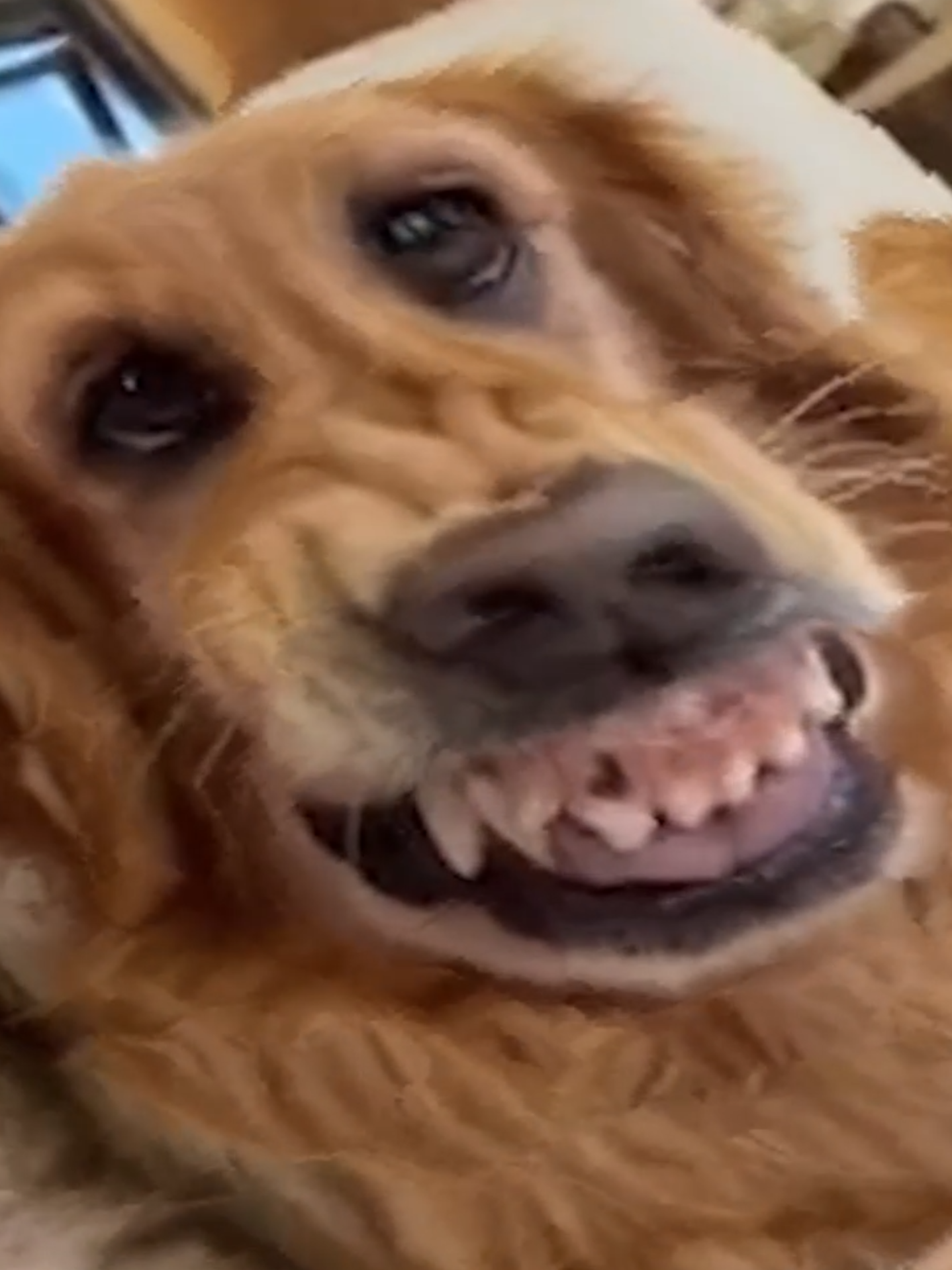 CaChOrRo DaMe Un GrRrRrR 🤣🐕🐶 #dameungrr #dameungr #croniusmeme #foryoupage #comedia #memes #fyp #fy #distorcido #viralvideos
