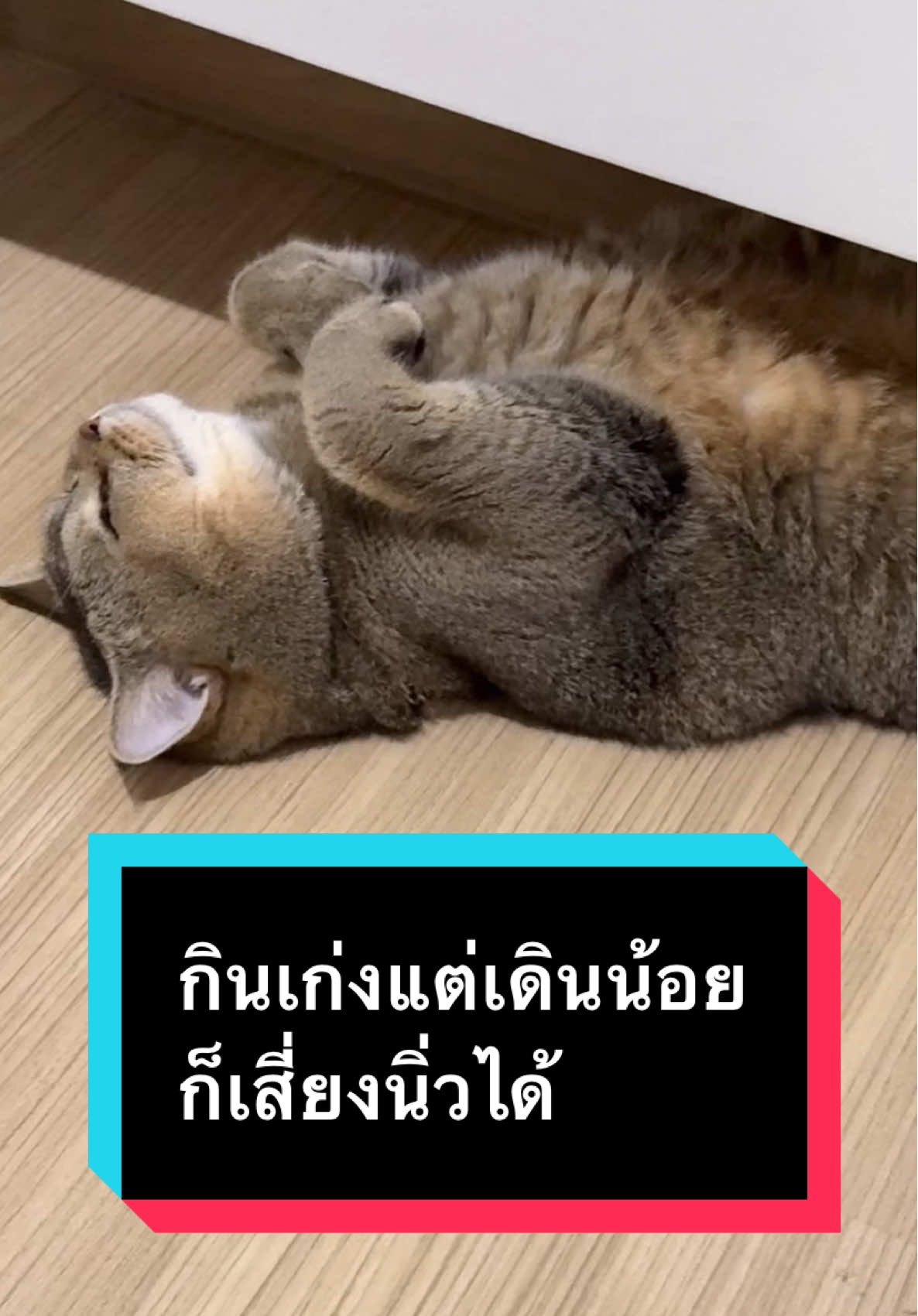 กินเก่งแต่เดินน้อย ก็เสี่ยงนิ่วได้ ปรับอาหารให้เหมาะก่อนที่ปัญหาจะมาเยือน❗️ #มูมินแมวเหนียง #มู้ดดี้แมวแสบ   #Perfecta #PerfectaCare #PerfectaByBetagro #ดูแลอย่างรู้จริงแคร์อย่างรู้ใจ 