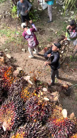 #kerjakeras #petanimuda #sawittiktok🌴🌴🌴 #petanisawit🌴 #sawitriau #kulisawit #manensawit #pemuatsawitriau #