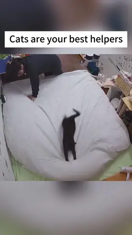Cats are good helpers 🥰🥰🥰#funnycat #funnyvideos #funnytiktok #funny #catsoftiktok #tiktokcats #tiktok #Foryou #lovetiktok #cat #usa 