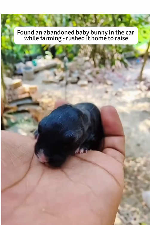 Found an abandoned baby bunny in the car while farming-rushed it home to raise! #bunny #rabbit #baby #anime #rescue #save #raise #fyp #foryoupage 