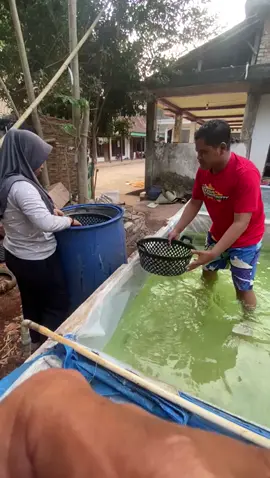 yg lagi viral di sleman #drivershopee 