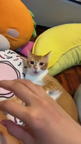 Cat with attitudes #cat #funny #funnyvideos #foryou #cutepets #usaus #catsoftiktok 