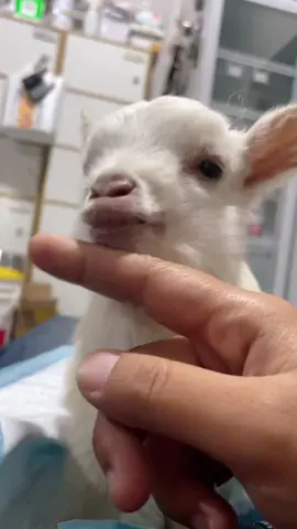 Funny goats #goat #sheep #goatsoftiktok #funnyvideo #fyp #pet 