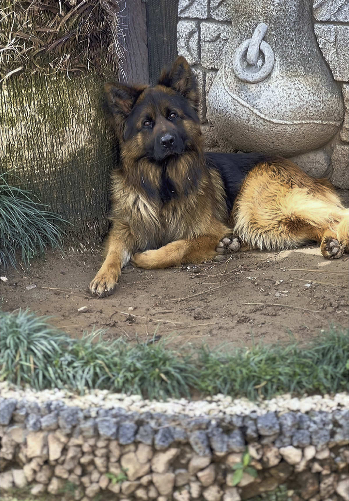 😍🫰🏻 #murphy👑 #gsd #viral 
