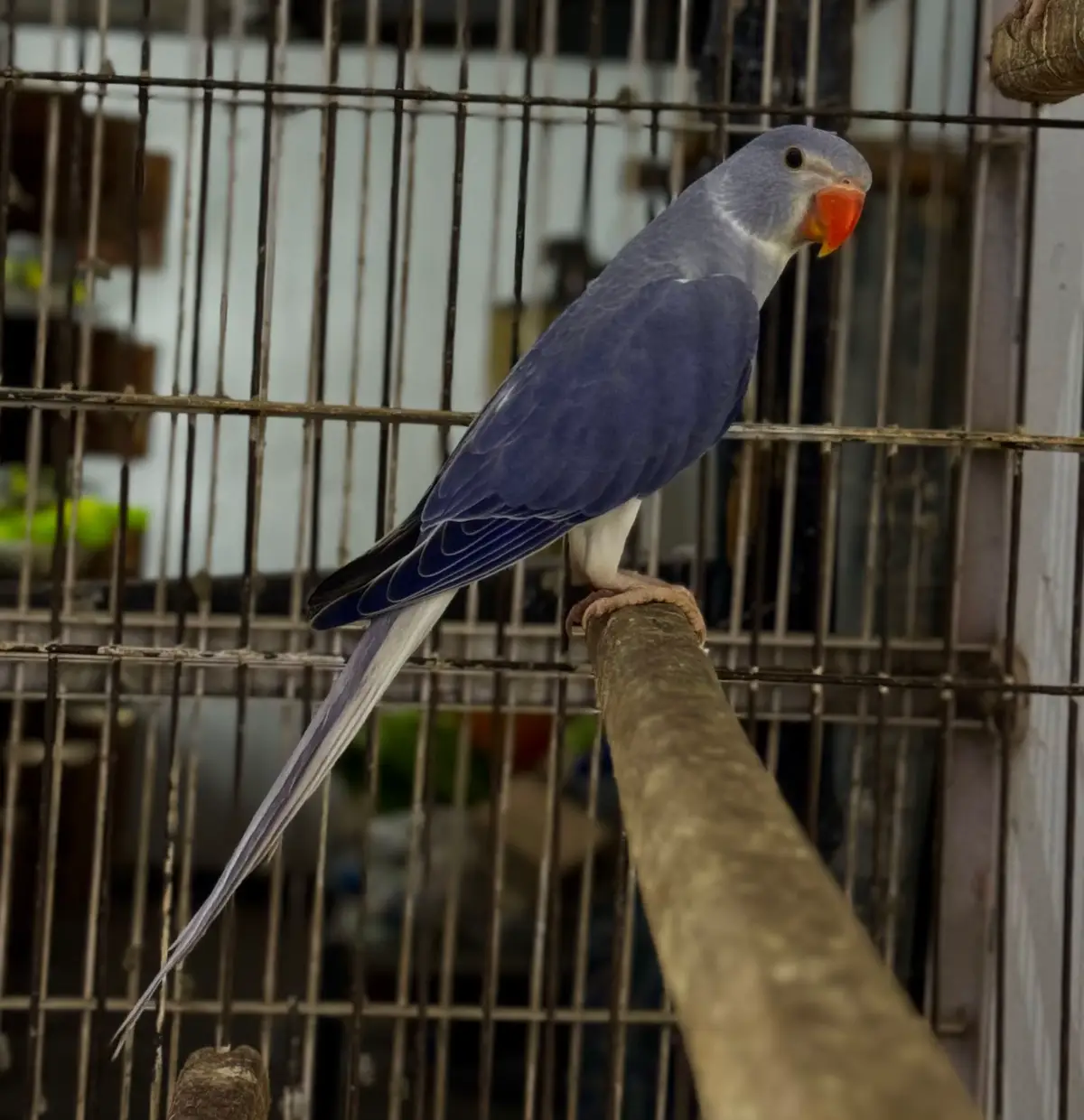 #foru #fyp #millionview #violet #CT #quality #ringneck #rare #mutation #parrotsoftiktok #birdland #hobby #shok #aviculture