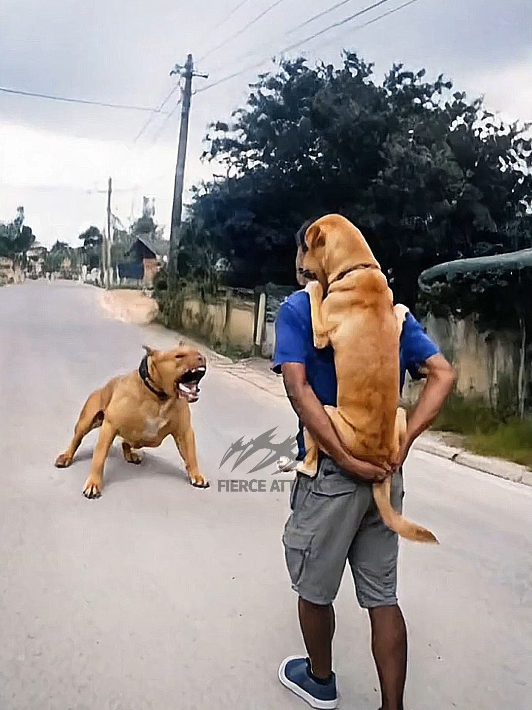 Man Uses Himself as Shield to Save Dog#animals #dog #wildanimals