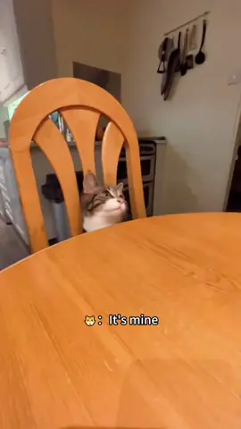 🐱:” I can hold food with my hands.”#funny #funnyvideo #cat #catlover #usaus #funnycat #foryou #catsoftiktok 