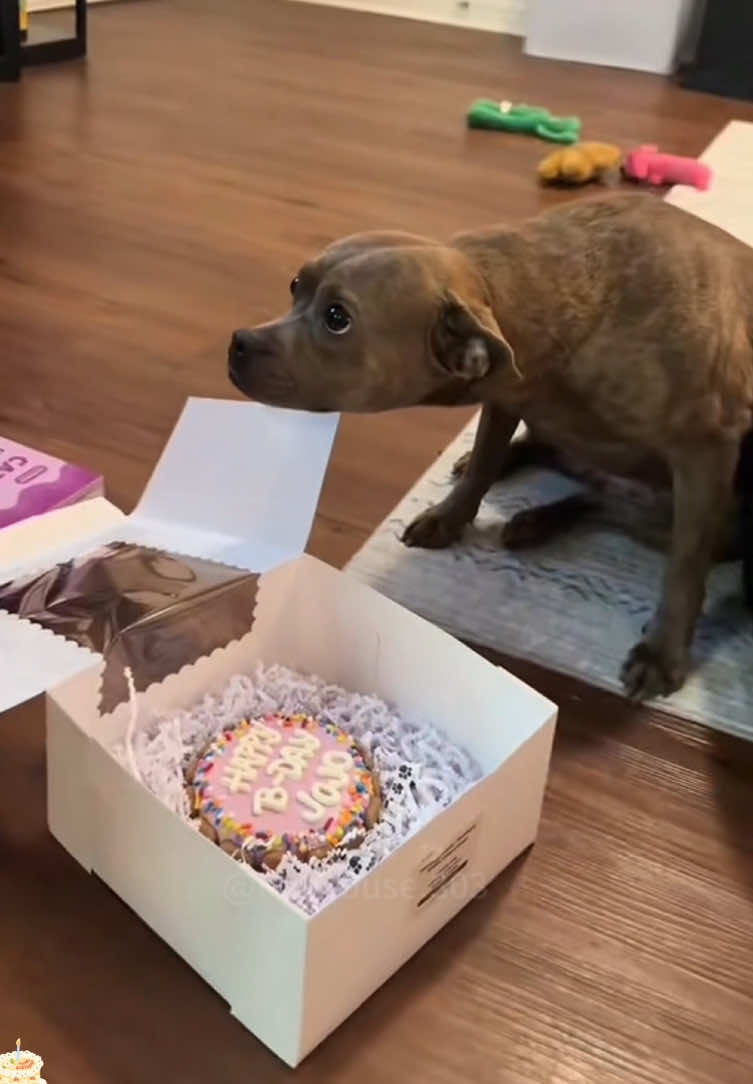 It will be an unforgettable birthday for dogs 🥹🥰#news #reel #dog #doglove #grandma #asiangrandma #dogbirthday #puppy #dogvideo #dogvideos #park #birthday #celebrate #celebration #sweet #hope