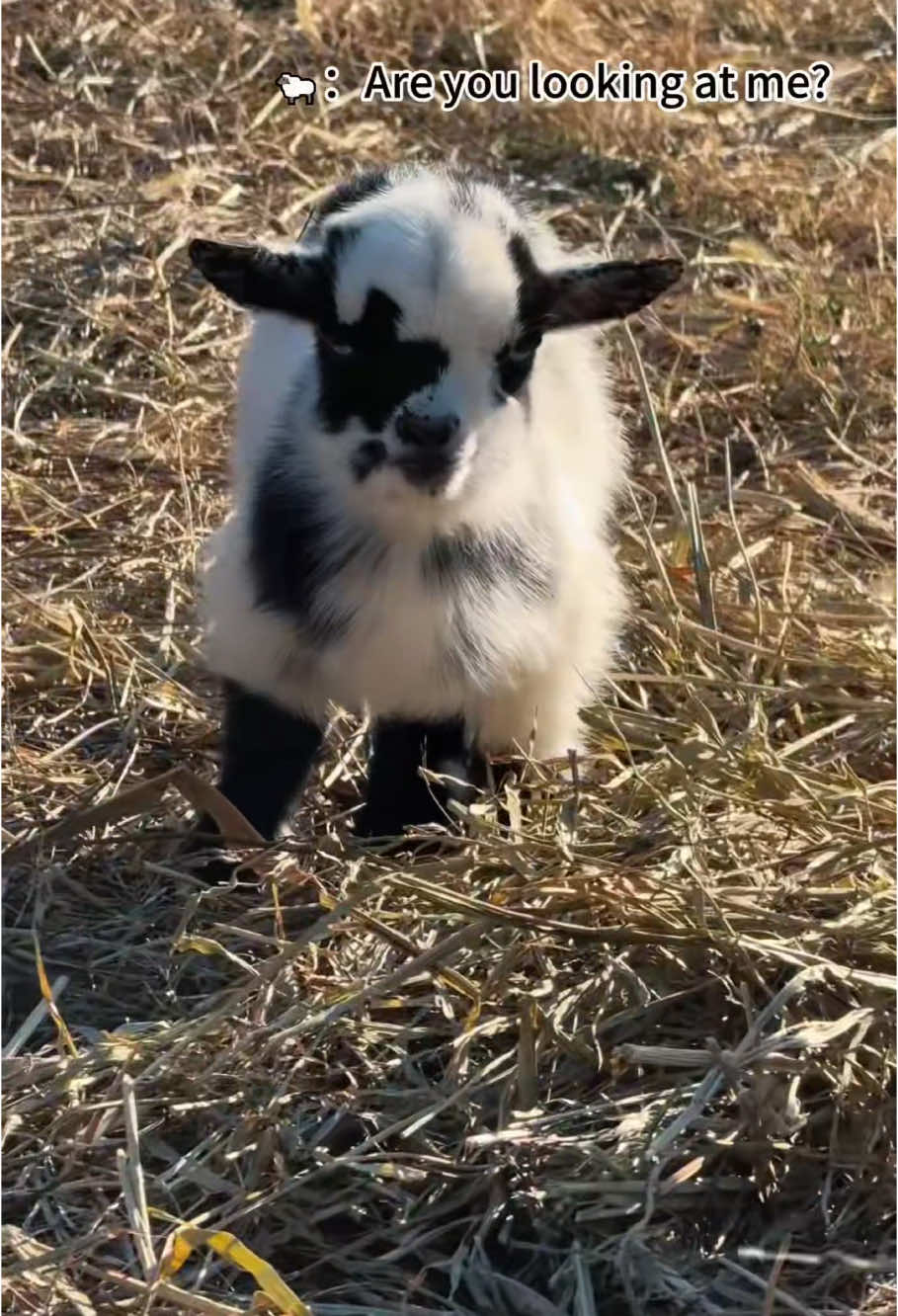 Cute goat🥰🥰so cute ❤️#goat #funnygoats #funnyvideos #funnyanimals #cutegoats #goatbaby 