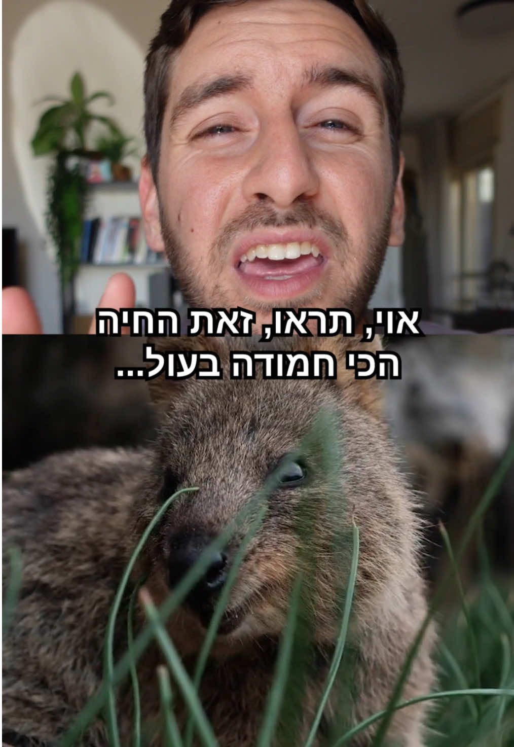 סליחה קוואקה את עדיין החיה הכי חמודה בעולם🥺                                                              Robert Nunnally, patrickkavanagh, CC BY 2.0, Hesperian, CC BY 3.0, Looking glass, CC BY-SA 2.0, via Wikimedia Commons. This post is licensed under a Creative Commons Attribution of CC BY-SA 2.0.