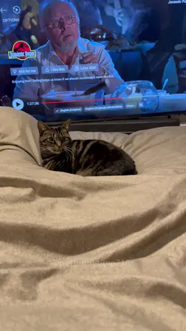 Cat really loves you! #loveyou #best #cats #lovecats #fypage #catsoftiktok #catlove 