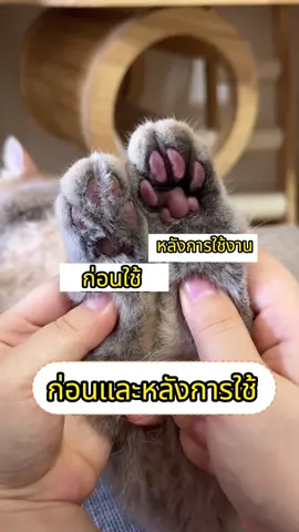 เพื่อสุขภาพที่ดีของน้องแมว ควรตัดประจำ ##ปัตตาเลี่ยน ตัดขนอุ้งเท้า##ตัดขนอุ้งเท้า##ตัดขนแมว#ตัดขนหมา สาย#ปัตตาเลี่ยนตัดขนสุนัข ##ดูแลหมา##ดูแลสัตว์ เลี้ยง##ปัตตาเลี่ยนตัดขนอุ้งเท้า##ตัดขนอุ้งเท้า#ตัด#สัตว์เลี้ยงtiktok ##มีลูกเป็นหมา##ปัตตาเลี่ยนไร้
