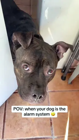 My dog understand the assignment🤣#dog#funny#funnyanimals#funnypets#animals #dogsofttiktok #pet #foryou #longervideos