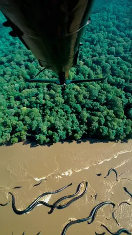 Reports say thousands of anacondas have bred deep within the river system — filling the waters with serpents bigger, faster, and more aggressive than ever before. No one’s seen anything like this. 🎥 Leaked drone footage shows massive clusters 🧬 New breeds? Or nature out of control? 🗣️ Locals refuse to go near the water 💬 Is this evolution… or something ancient returning? 📍 Filmed in the heart of the Amazon Basin 🛎️ Follow for more real wildlife events and jungle mysteries #AmazonSerpents #AnacondaFlood #WildlifeAlert #SnakeBreeding #DroneDiscovery #NatureUnleashed #JungleSecrets #UntamedAmazon #SerpentSwarm #RealWildlife