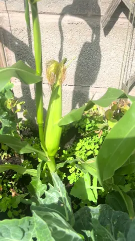 My home garden 