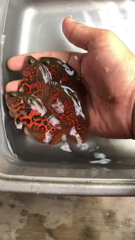 Oscar tiger good marking #oscar #oscarfish #ikanhias #ikanpredator #ikanoscar #fyp #ikanpredatorindonesia 
