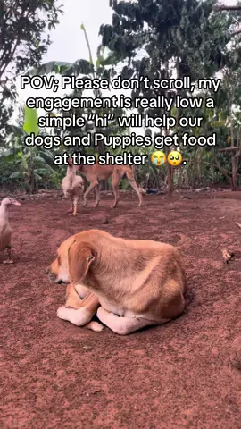 Please choose us , help get food provision. #ssenyonjogodfreydogsrescue #animalsoftiktok #fyp 