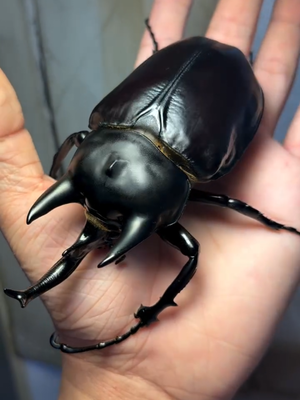 甲虫 #昆虫 #megasoma #megasomaactaeon #insects__our_world  #insectphotography #insects #beetle #insectemergency #vedio #insectlovers #insectvideo