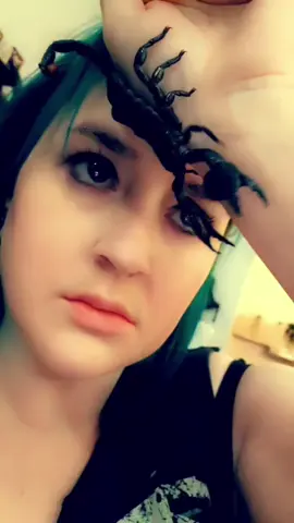 I fink he's freeky and I like him a lot. ☺️ #scorpion #arachnids #aninals  #arachnid #emperorscorpion #scorpion   #bugsoftiktok  #scorpionsoftiktok  #Pandinusimperator