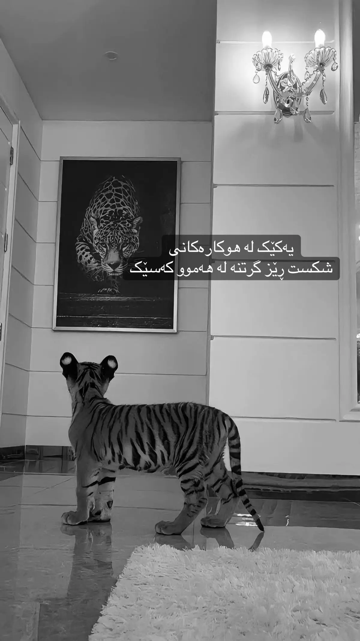 #harki #creatorsearchinsights #fouryou #الحمدالله_علی_کل_حال❤ #kurdstan #kurd #lion #taigar #fyp #fypage 
