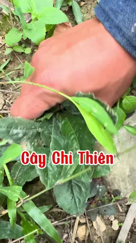 Cây Chỉ Thiên #thaoduoc #utuyengiap #chithien #thaynghiathainguyen 