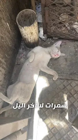 #في_اليمن_فقط_ههههههههههههههههه 