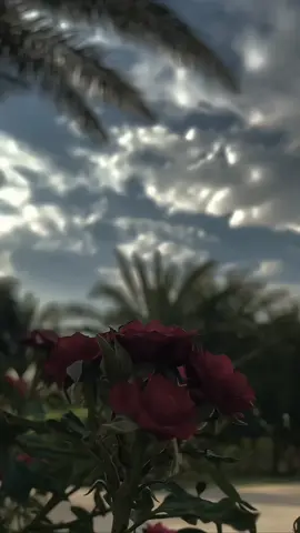مجرد ♡# ذوق 