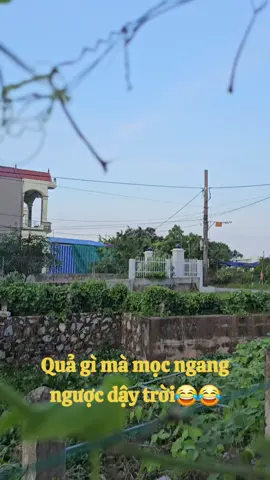 #quehuong  Quả gì mà mọc ngang ngược dậy trời🤣🤣🥰