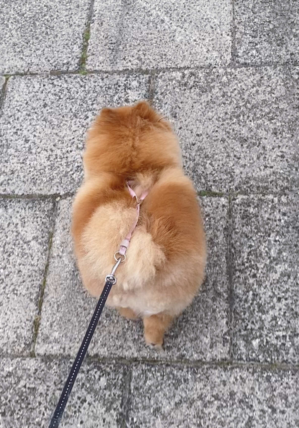 Built like a peach and proud of it 🍑🧡 #DogButt #ButtWalk #FluffyButt #CorgiButt #TikTokDogs #DogsOfTikTok #PetTok #FYP #ViralDogVideo #TooCuteToHandle