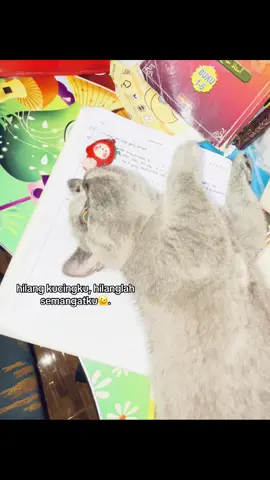 walaupun kena hdap 💩 yg busukk ttp synggg💞. #fyp #xyzbca #kucing #britishshorthair #mycat #fyppppppppppppppppppppppp #fypシ゚viral 