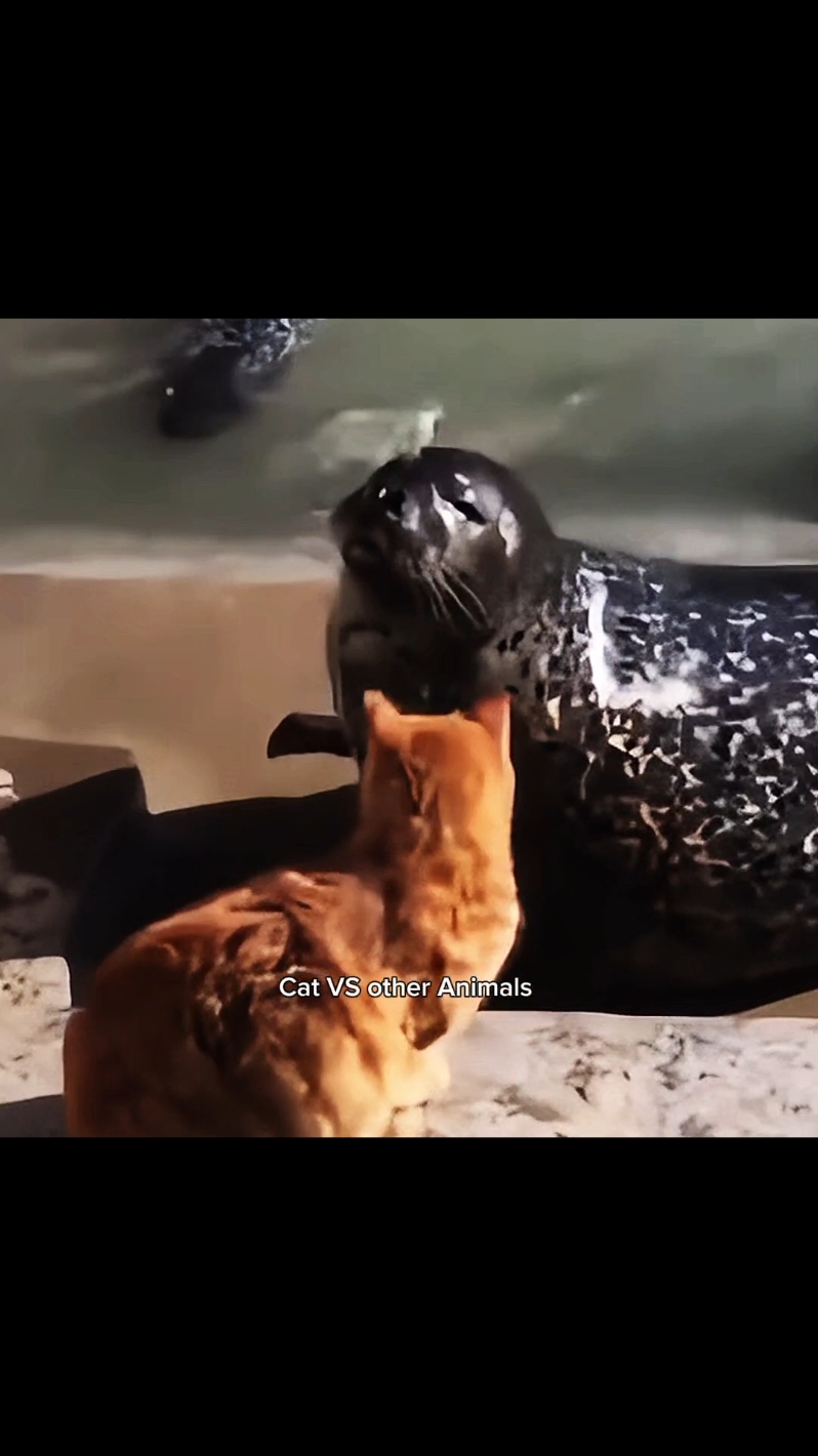 Cat VS other Animals 🐈☠️😾 #cat #cats #catlover #catlovers #CapCut 