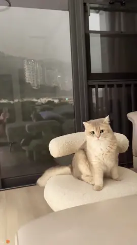 Scared by the thunder. #cat #catsoftiktok #catlover #funny #funnyvideos #foryou #fypage #fypツ #funnycat #funnytiktok #cats