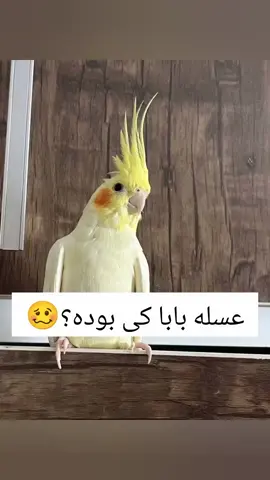 عسله بابا کی بوده👹