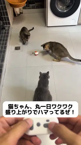 うちの猫が最近、あるリモコン小物にハマってしまいました！#可愛い #ペット用品 #子猫の成長日記 #子猫のいる生活 #おすすめ #推薦 #fyp #🐱❤️ #猫のおもちゃ #ペット #ペット飼ってる人 #🐱🐱🐱