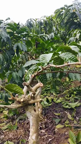 ngeranting disek bolo ,Ojo lali alat tempur seng ngge ngeranting enek neng krinjing kining #petaniindonesia🇮🇩🇮🇩🇮🇩🌿🌿 #petanimuda #petanikopi #petanikopilampung #petanigenz#kebunkopi #kopirobusta #klontugusari #fyp 
