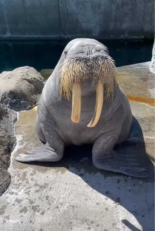 Happy Walrus #happy #walrus #cut #funny #funnyvideos 