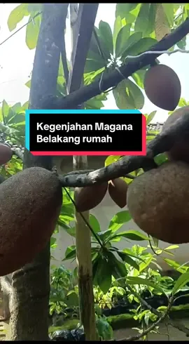#buahbuahan #buahmameymagana #mameysapote #berandatiktok #dp24green 