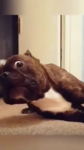 All the dogs in the world want to go out and play 🥳#dog #dogsoftiktok #fyp #dogs #tiktok #funny 