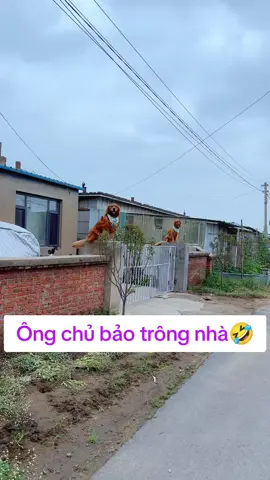 Ông chủ bảo trông nhà 🤣  #animals #cutedogs #funnyanimals #xuhuong #viral 