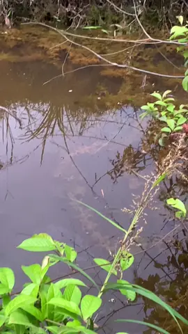 Di dol orak payu,di pangan atos#mancing #mancingmania #iwakbetok
