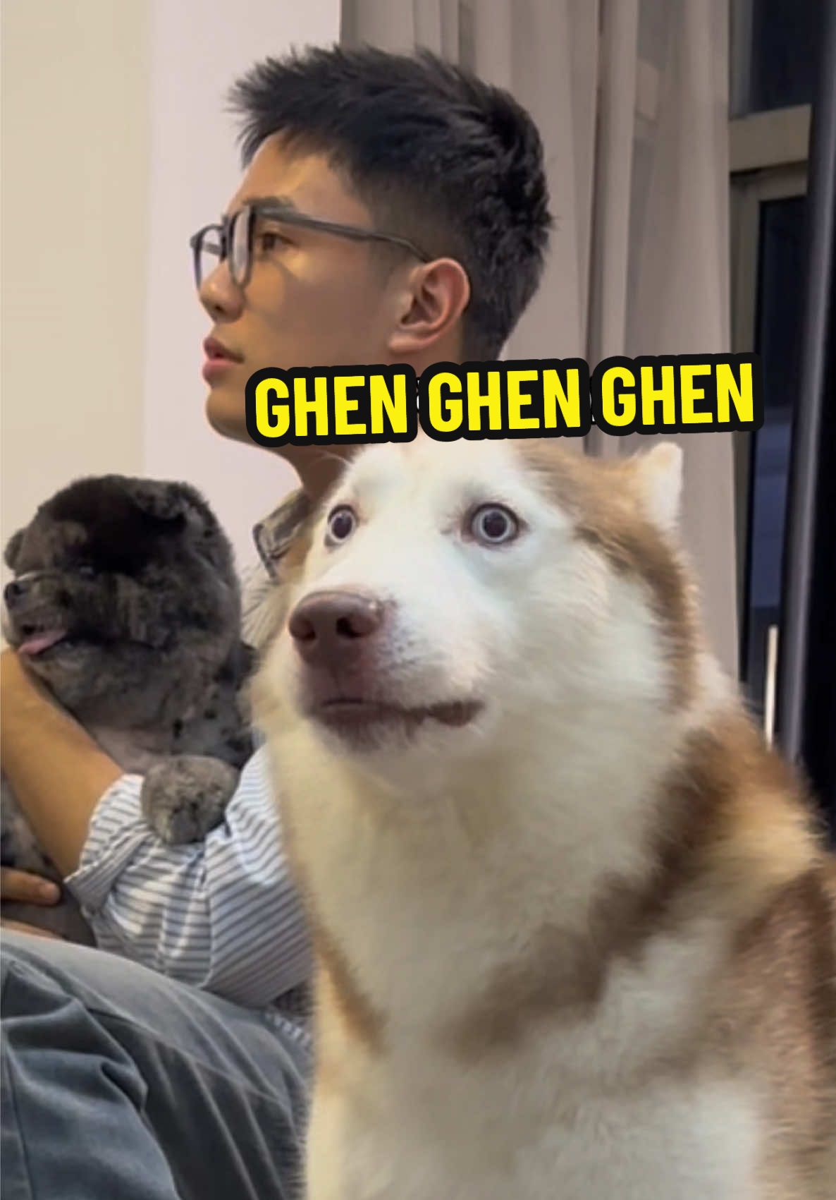 Trả lời @chitrabogg Không yêu mà ghen vậy #butin #dogsoftiktok  
