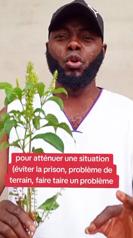 pour atténuer une situation (éviter la prison, problème de terrain, faire taire un problème ) avec le piquet de basilique africain 