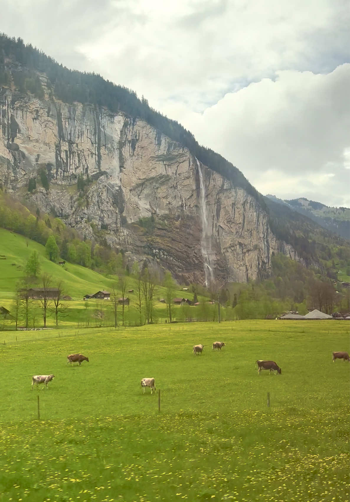 🐮🏔️🍃 #switzerland #swissalps #switzerlandnature #travel #Vlog #mountainviews #lauterbrunnen #fyp #foryoupage 