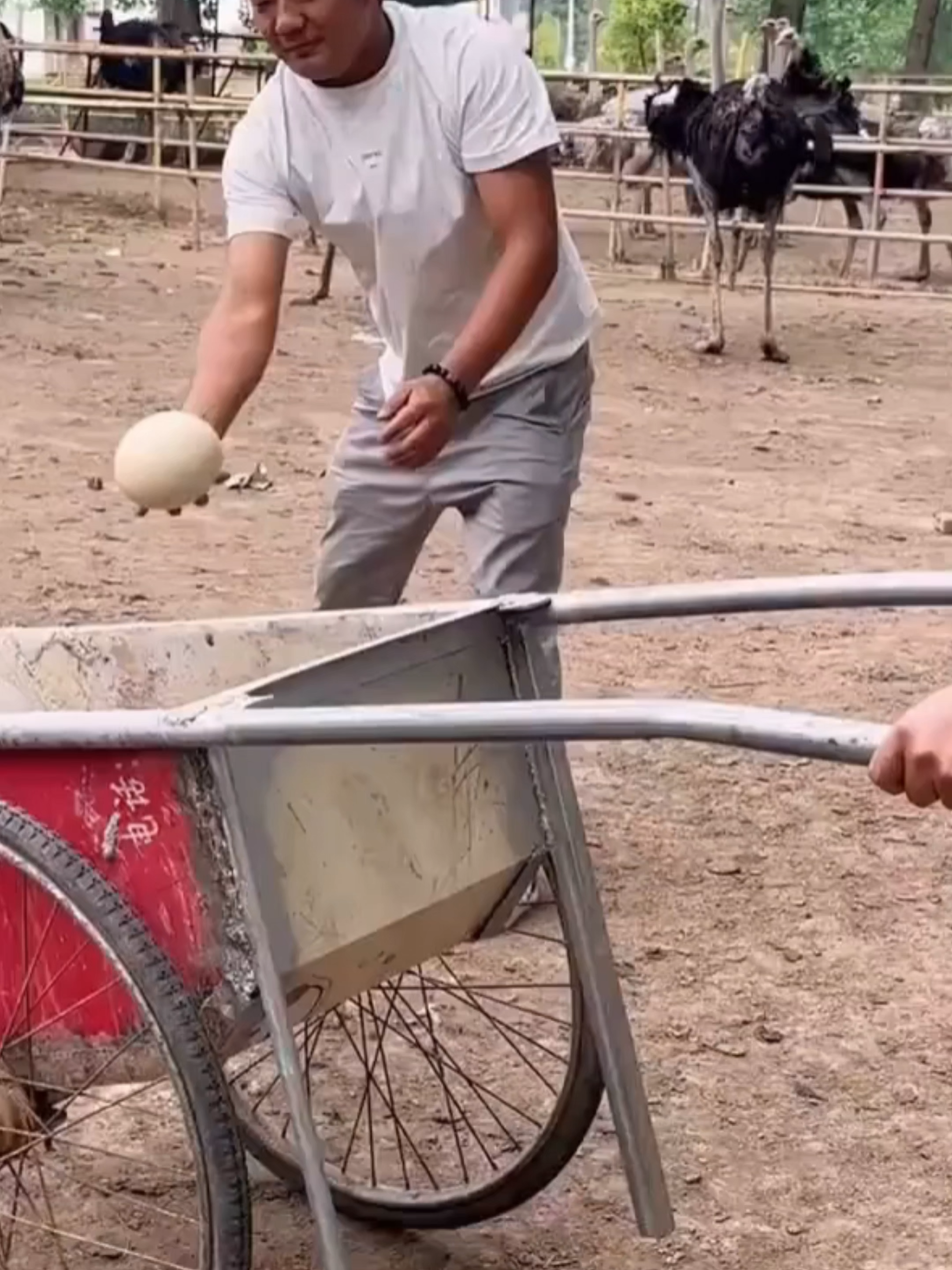 #ostrich #farming #egg