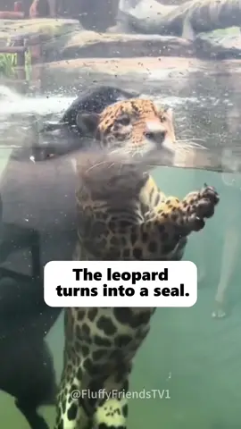 A Day at the Zoo: Animals stole the spotlight 😂🦍#FunnyZooAnimals#AnimalChaos#ZooLife#ADayAtTheZoo