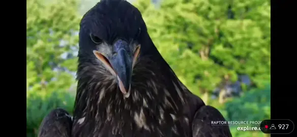 Eagles are bird dogs. You cannot convince me otherwise. #indigenous #IndigenousTikTok #native #nativetiktok #eagle #eaglecam #eagles #live #livestream #animals #animalsoftiktok #bird #birdsoftiktok #birb #birddog 