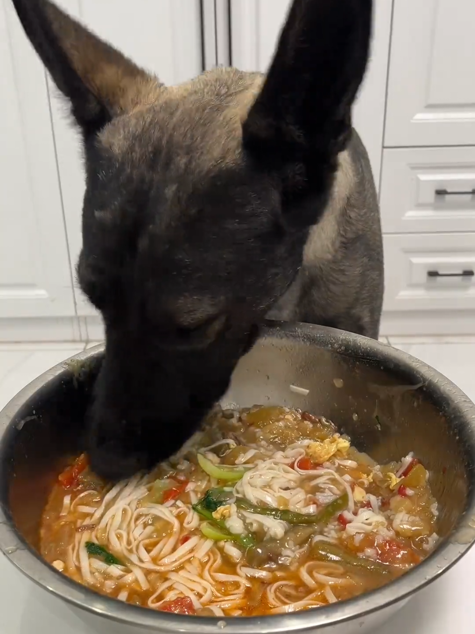 bằng 3 ngày của tui 😒#đángyêu #petcute #dethuong #cute #khoanhkhacdangyeu #chó #mukbang 
