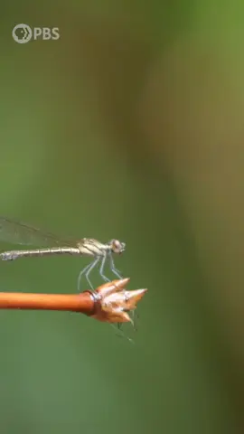 💖 @pbs ... Did you know that a single dragonfly can devour up to 40 mosquitoes a day? 🦟 That makes them *essential* for regulating aquatic ecosystems.  Next time you see a dragonfly, thank it for its hard work 🫡 — watch more Bugs That Rule the World, now streaming on the PBS app! #dragonfly #insects #nature #outside #bugs #Science #education