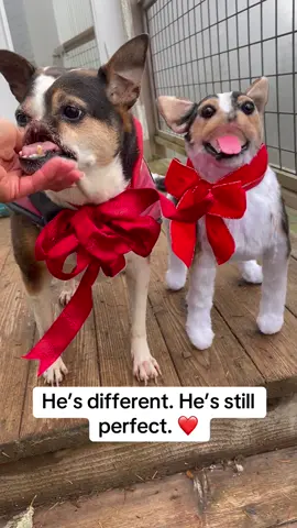 And his cuddle clone is as perfect as he is ❤️❤️❤️❤️ 🎆 Today’s the last day to shop our 4th of July Sale — get up to 70% OFF sitewide #CuddleClones #CloneStories #PetMemorial #dogmomlife #cutedogs #4thofjuly2025 #dogsoftiktok #emotionalvideo #specialdog 